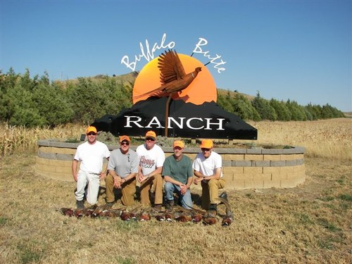 Pheasant Groups Photo